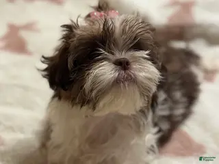 Teddy Bear dogs Teddy Bear Puppy 1 - Ad 10