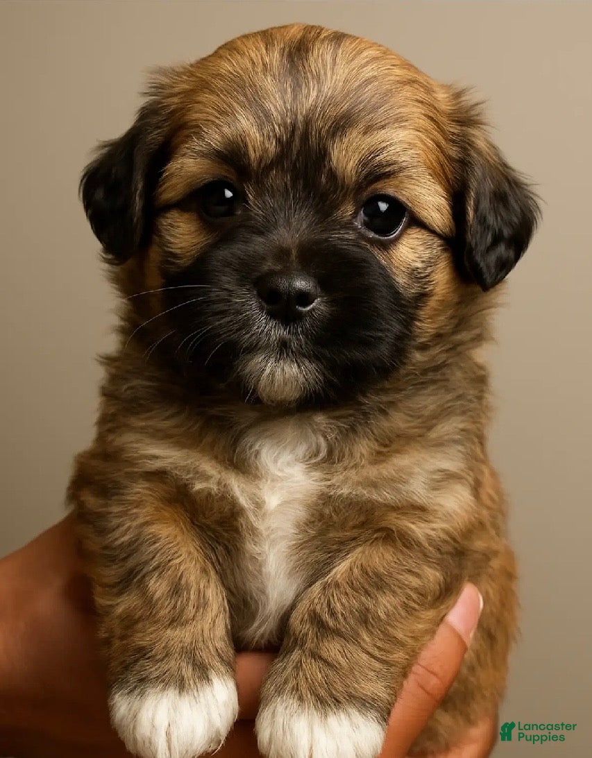 Shih Tzu dogs Peanut - Ad 1