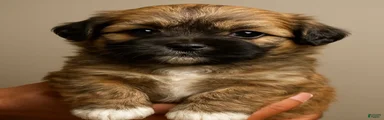 Peanut
