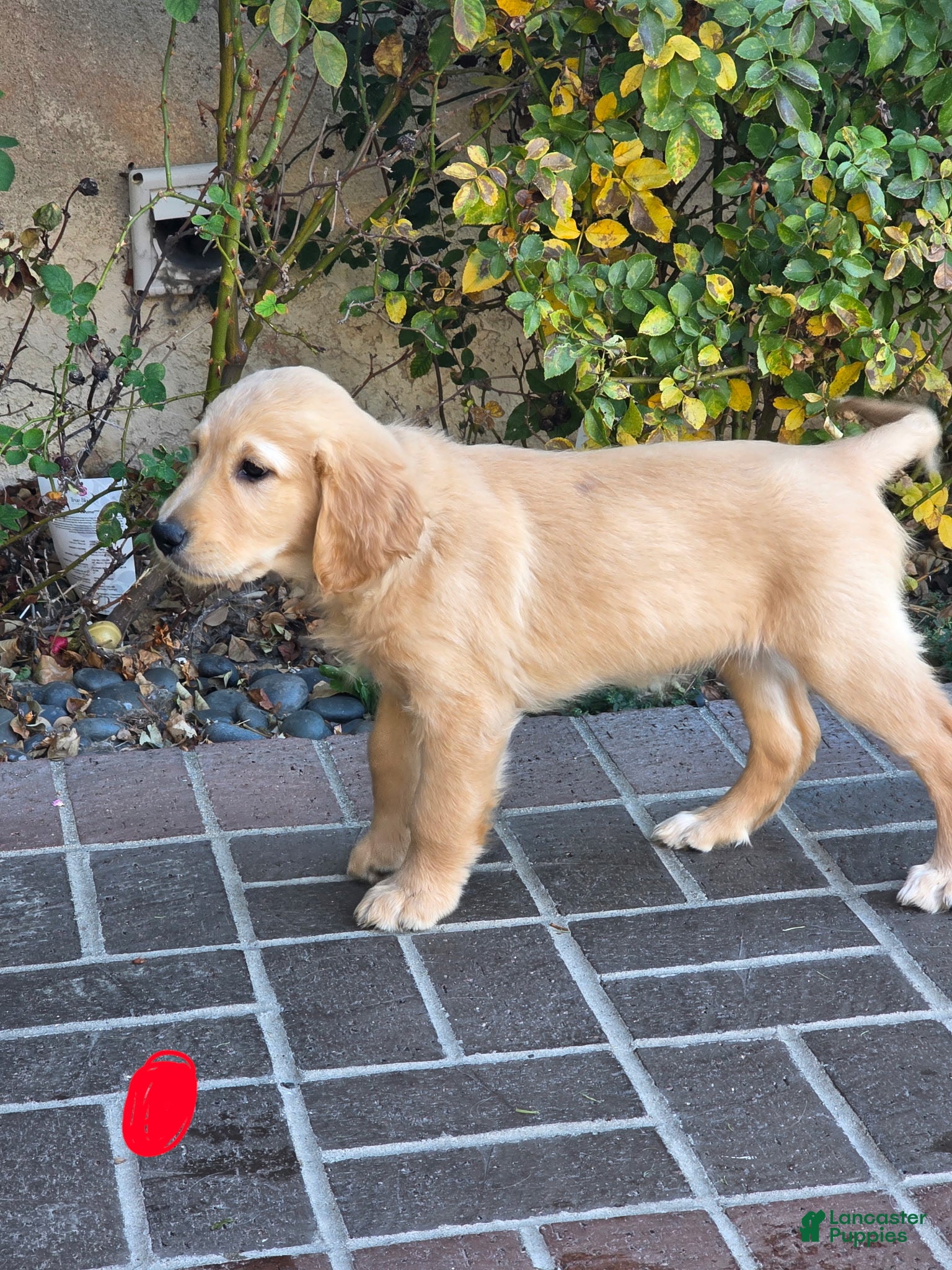 Golden Retriever dogs Red collar - Ad 1