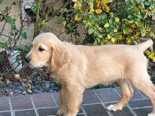 Golden Retriever dogs Red collar - Ad 1
