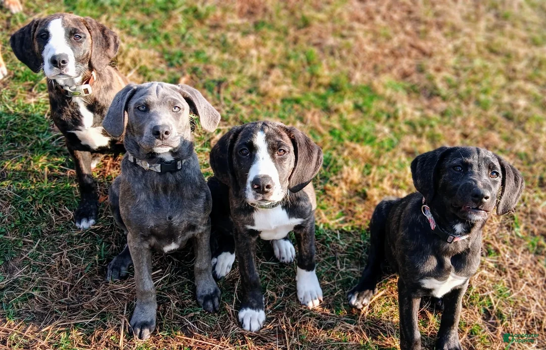 Mountain Cur dogs for sale: Mountain Cur Puppy 3 - Ad 2