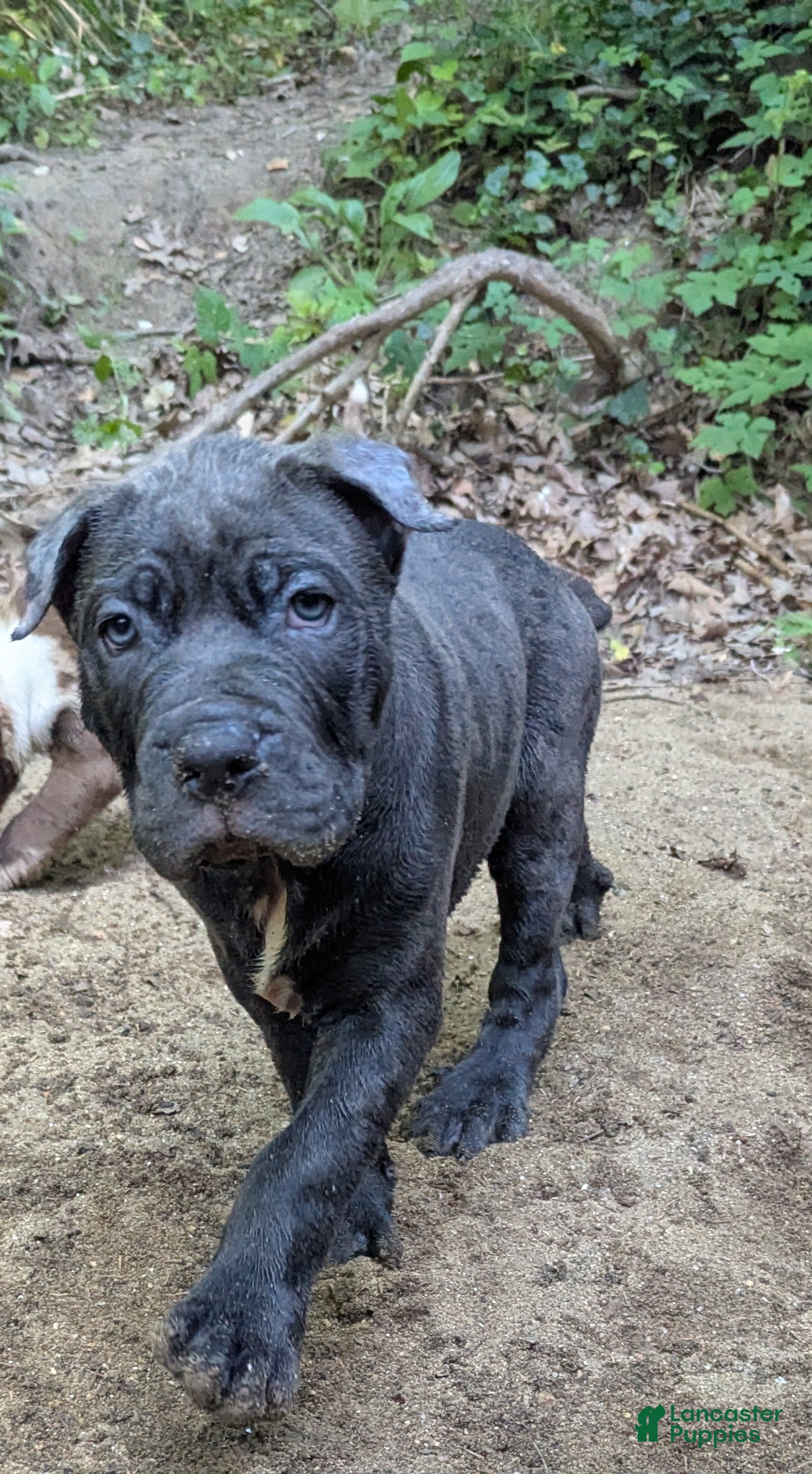 Cane Corso dogs Mr. Miyagi  - Ad 1