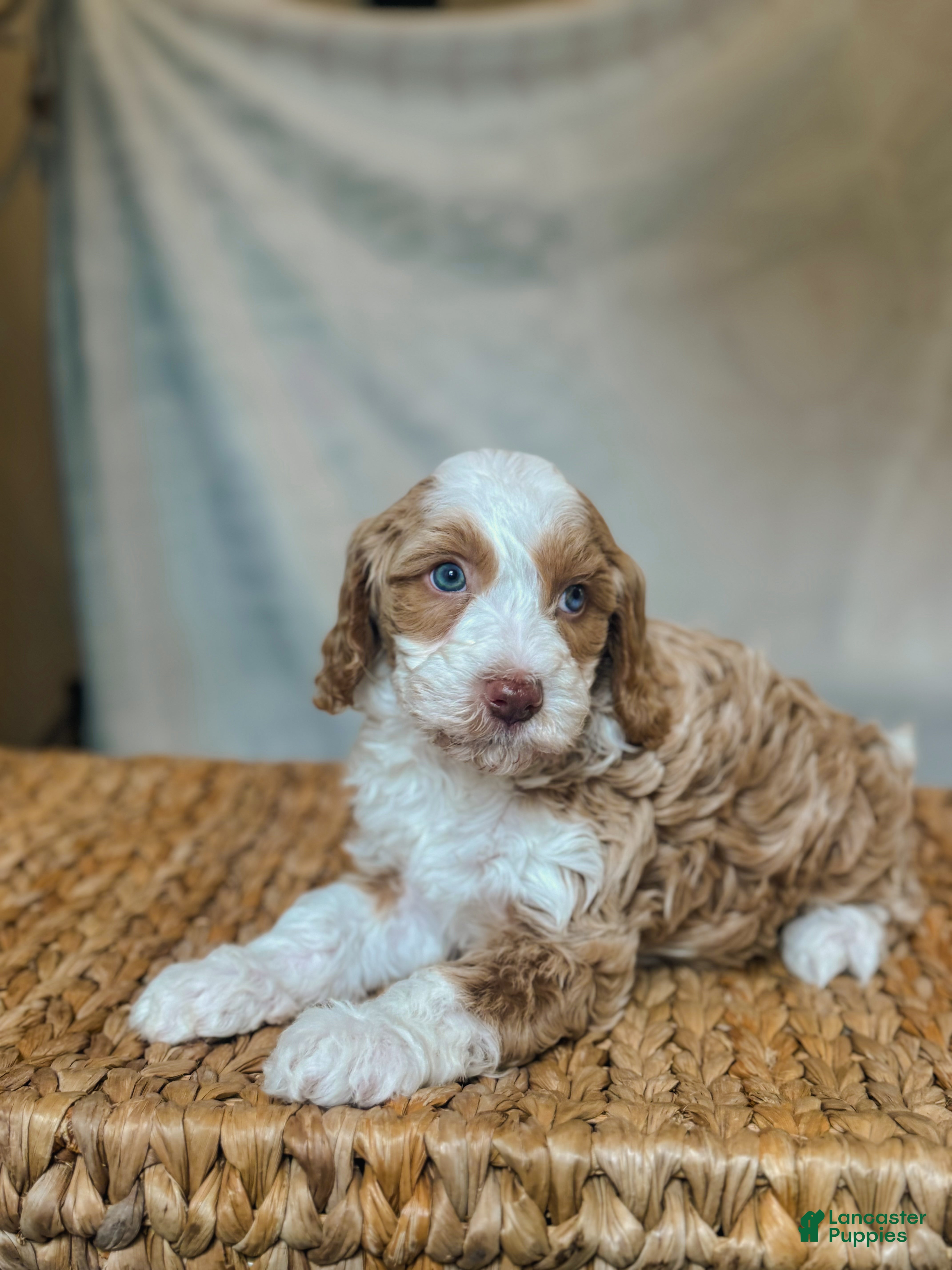 Bernedoodle dogs Cracker Jack - Ad 11