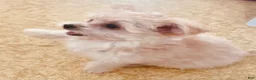 Yochon dogs for sale: Sammy - Ad 8