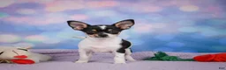 Chihuahua dogs for sale: OSA - Ad 7