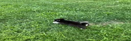 Pomsky dogs for sale: Pomsky 2 - Ad 5