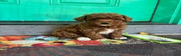 Miniature Poodle dogs for sale: Stella - Ad 9