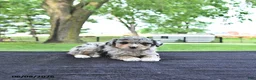 Mini Aussiedoodle dogs for sale: Trent - Ad 4
