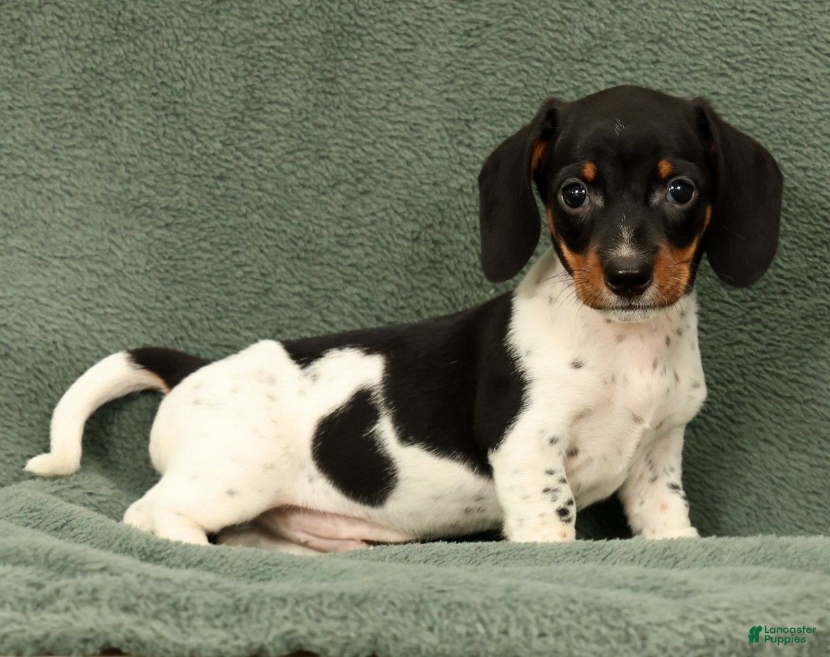 Miniature Dachshund dogs Reed - Ad 2