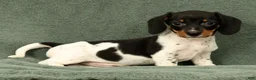 Miniature Dachshund dogs for sale: Reed - Ad 2