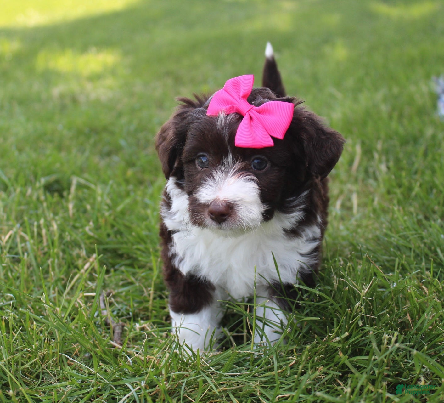 Mini Aussiedoodle dogs for sale: Jamie 🎀 - Ad 3