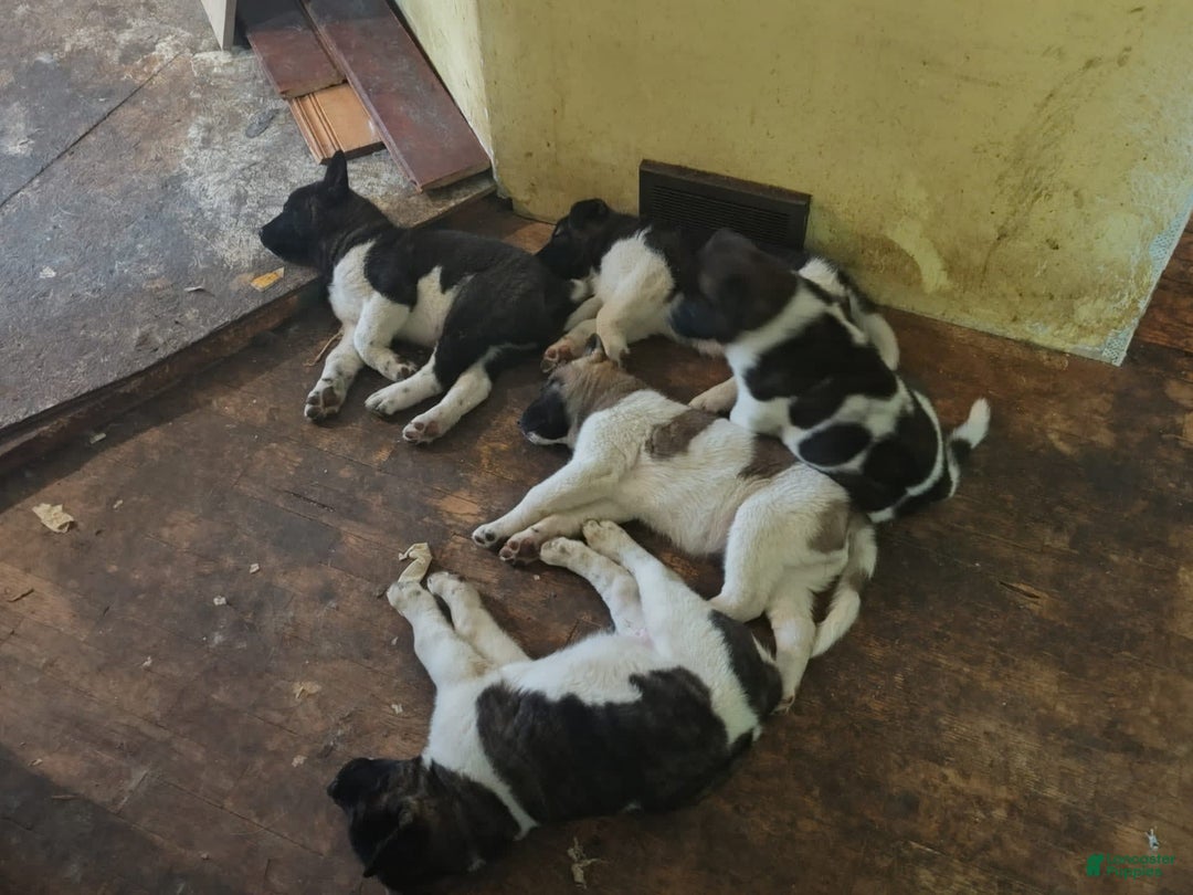 Gallery Image {{count}}