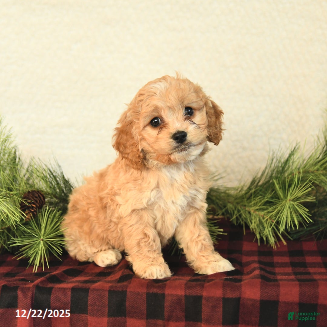 Cockapoo dogs for sale: Zoey - Ad 2