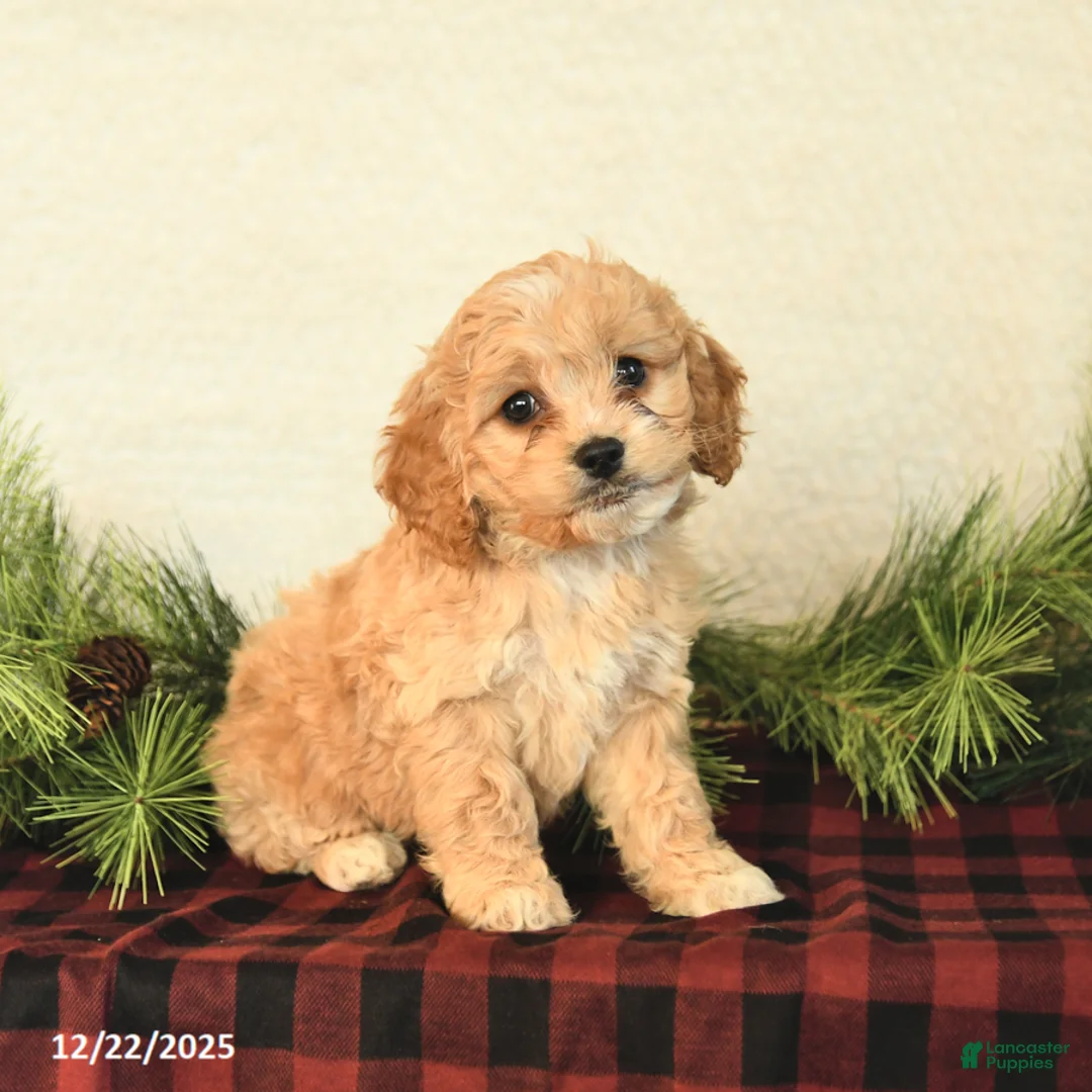 Cockapoo dogs for sale: Zoey - Ad 2