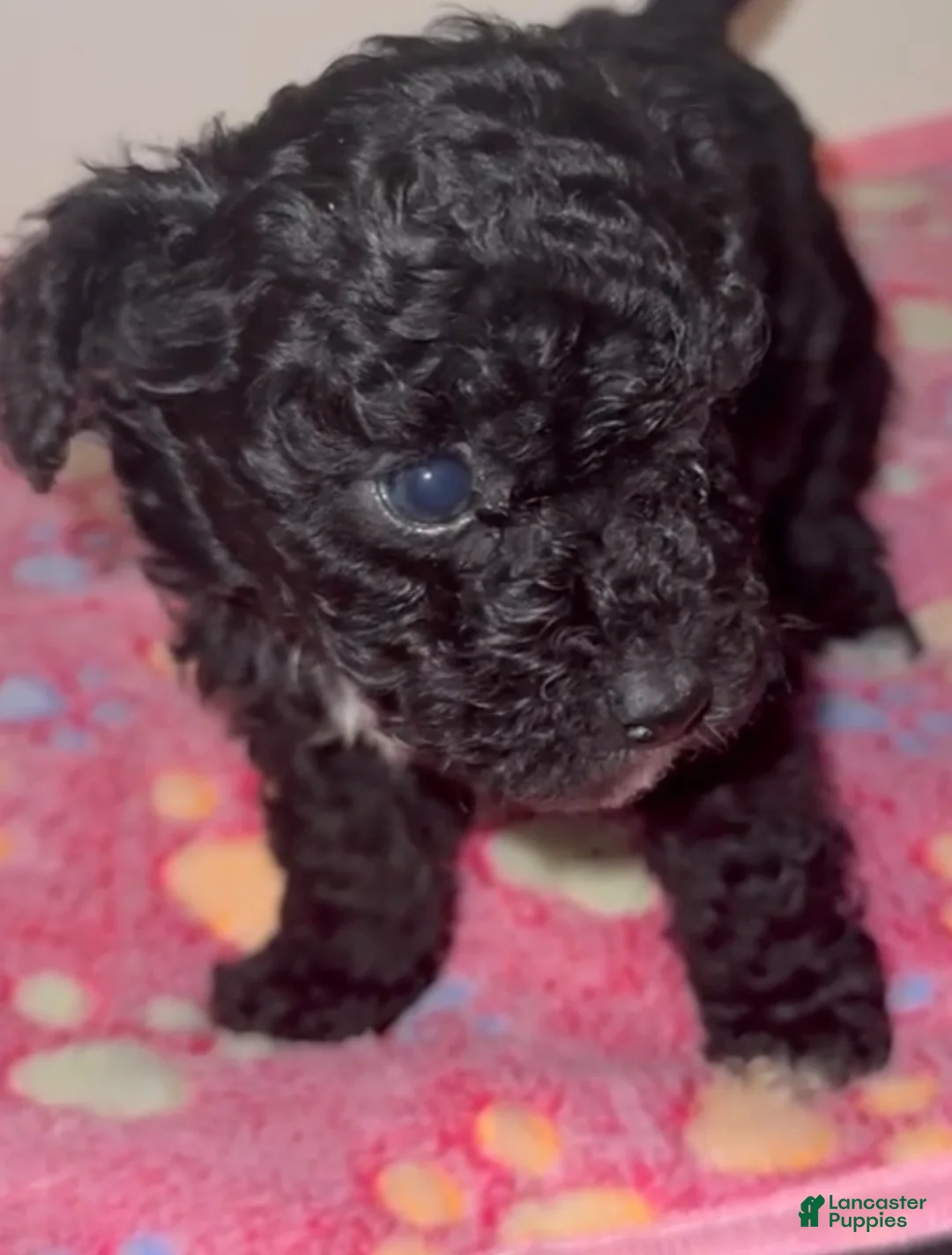 Miniature Poodle dogs for sale: Miniature Poodle 5 - Ad 2