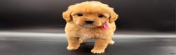 Mini Goldendoodle dogs for sale: Daisy F One - Ad 3