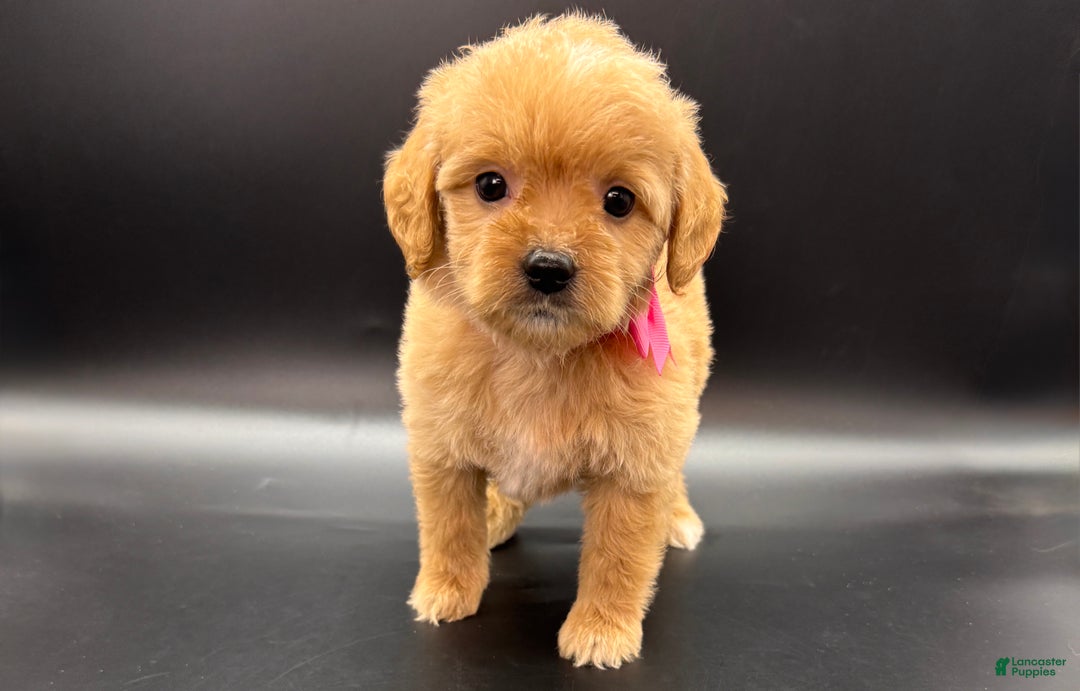Mini Goldendoodle dogs for sale: Daisy F One - Ad 3