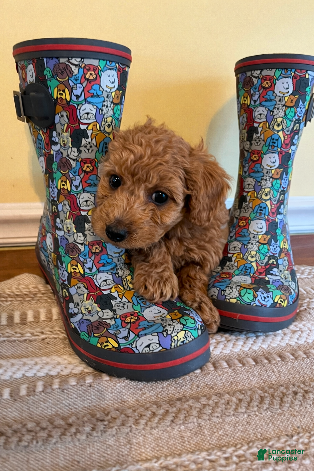 Mini Goldendoodle dogs Poptart - Ad 2