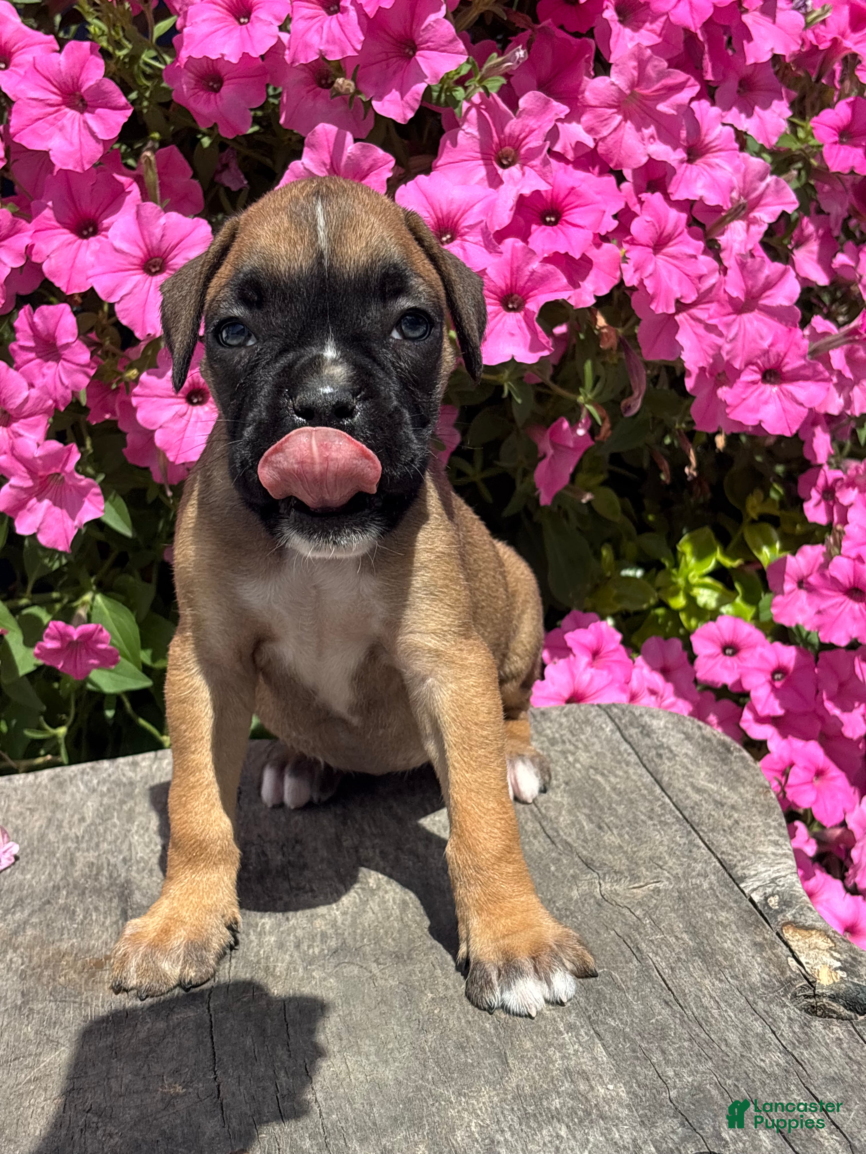 Boxer dogs Meadow - Ad 1