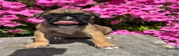 Boxer dogs for sale: Meadow - Ad 1