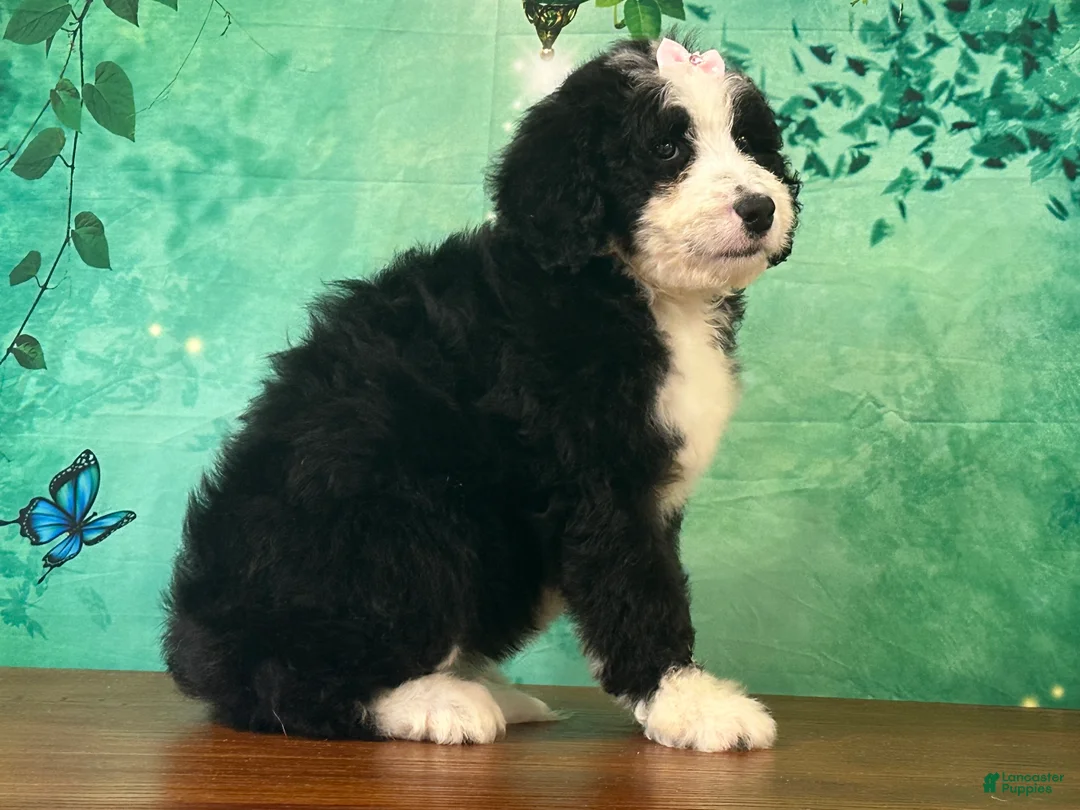 Bernedoodle dogs for sale: Jessie - Ad 2