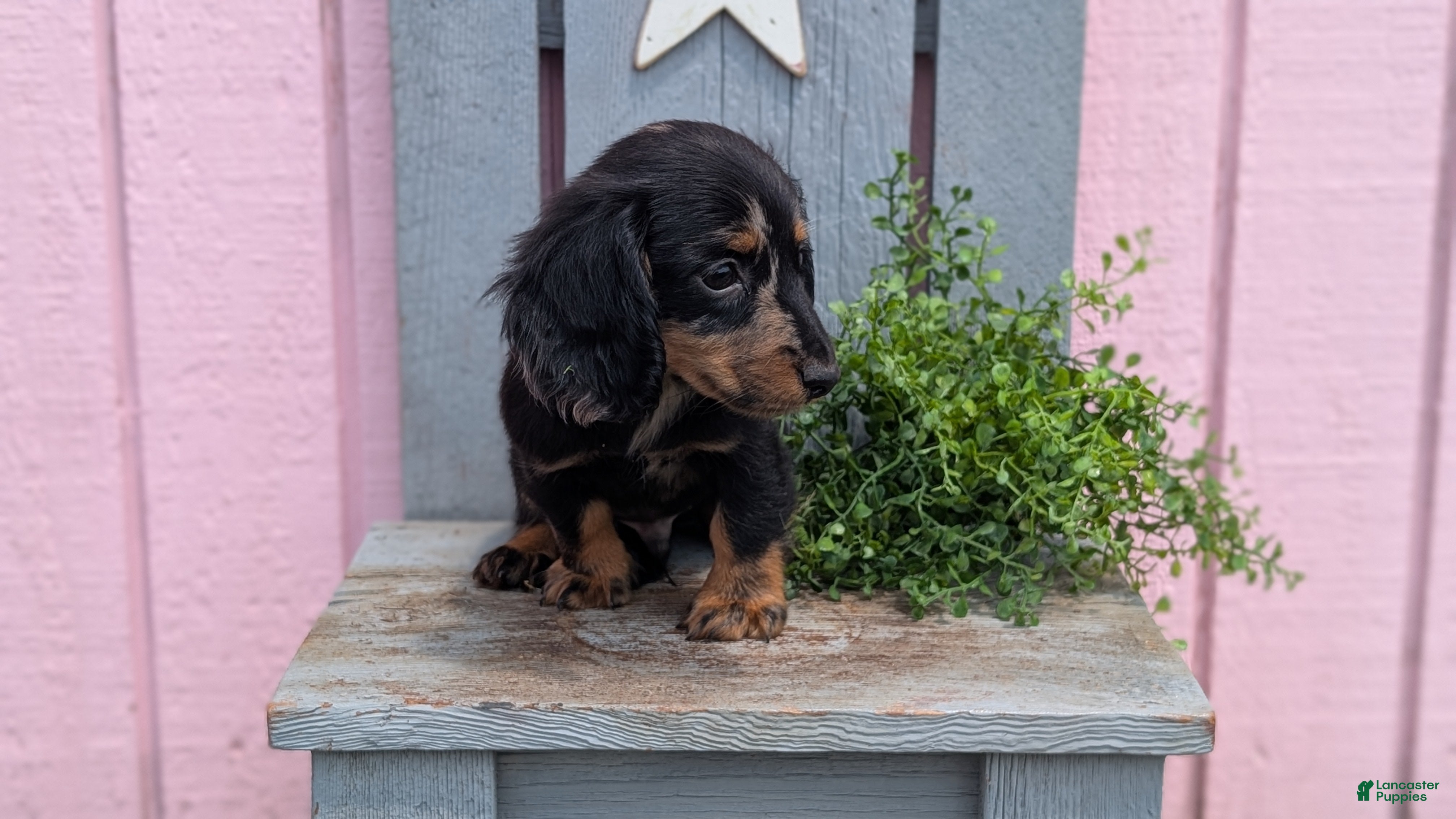Miniature Dachshund dogs Loki  - Ad 2