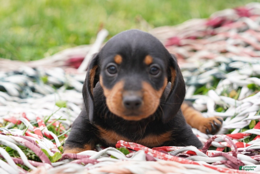 Miniature Dachshund dogs Stanley - Ad 1