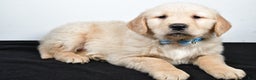 Golden Retriever dogs for sale: Jake - Ad 8