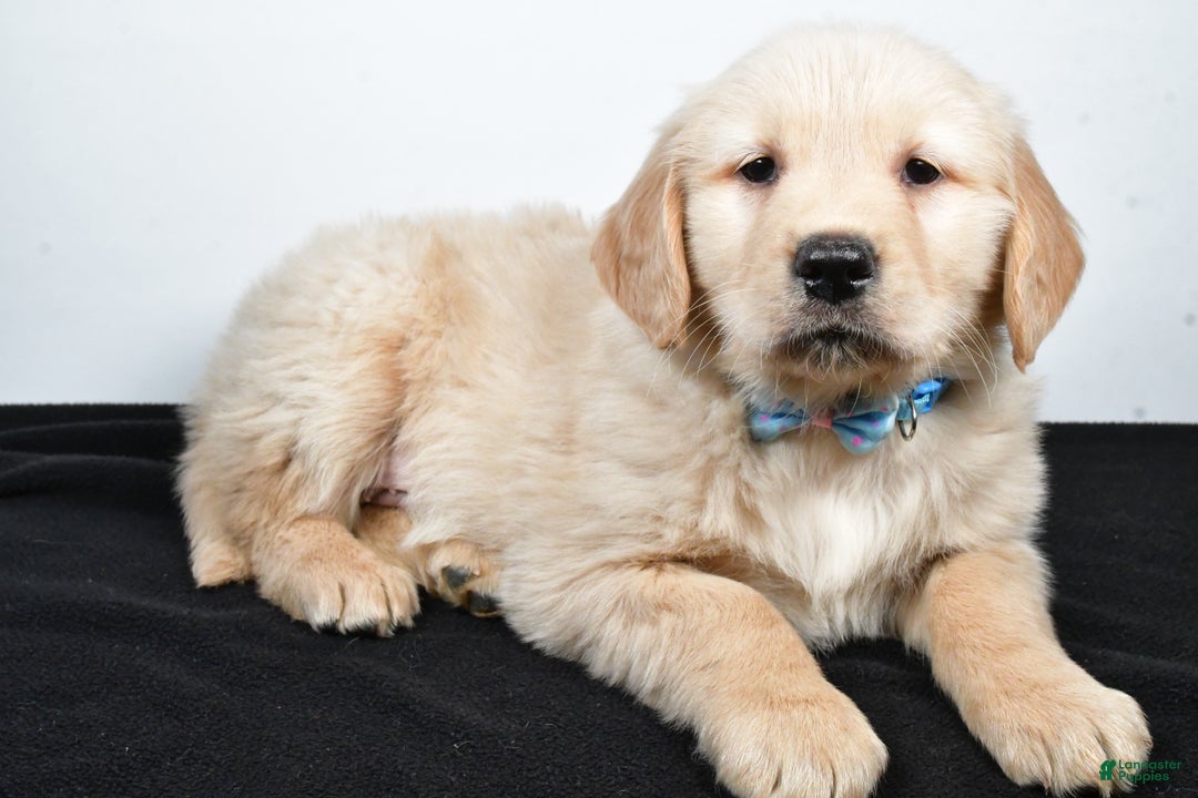 Golden Retriever dogs for sale: Jake - Ad 8