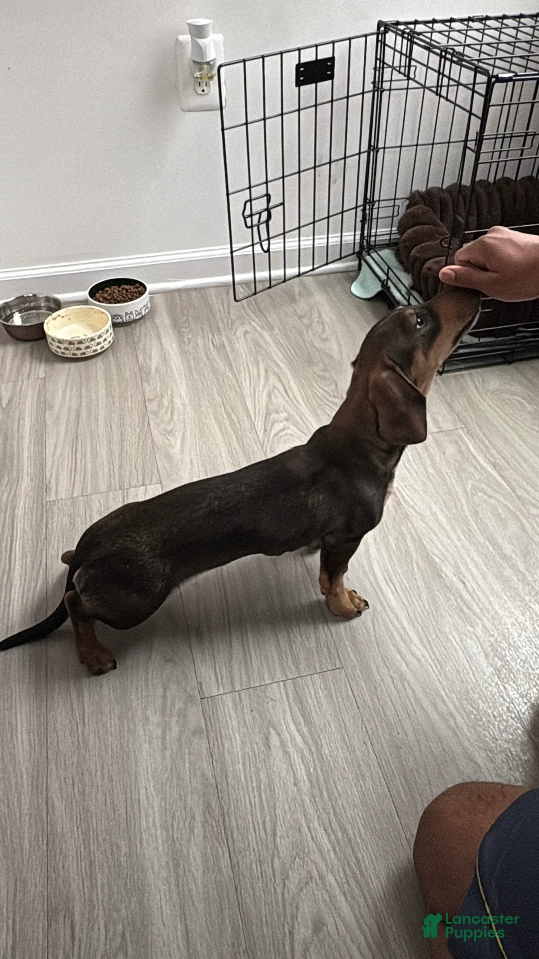 Miniature Dachshund dogs for stud: Oatie litter - Ad 1