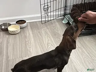 Miniature Dachshund dogs Oatie litter - Ad 1