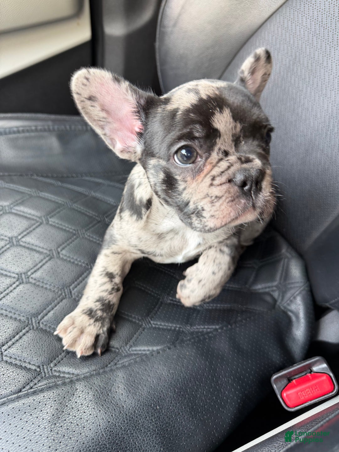 French Bulldog dogs for sale: Petey - Ad 5