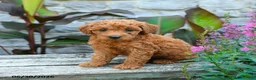 Mini Goldendoodle dogs for sale: Georgina - Ad 3