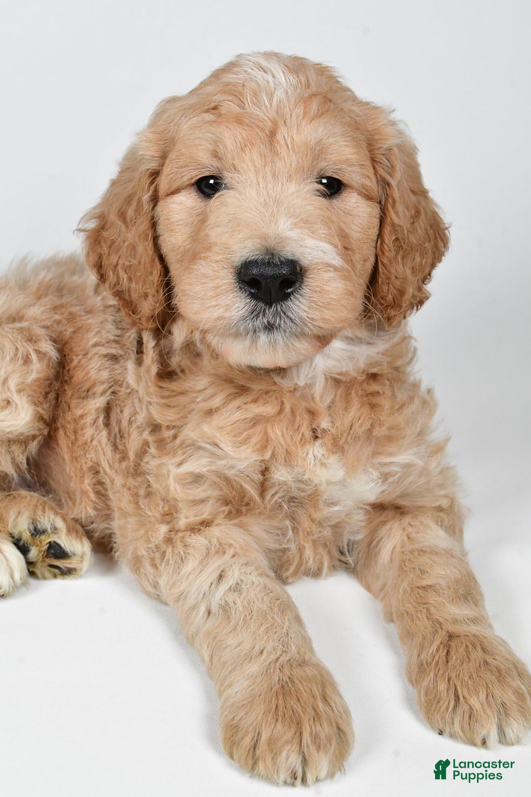Labradoodle dogs for sale: Newton - Ad 7