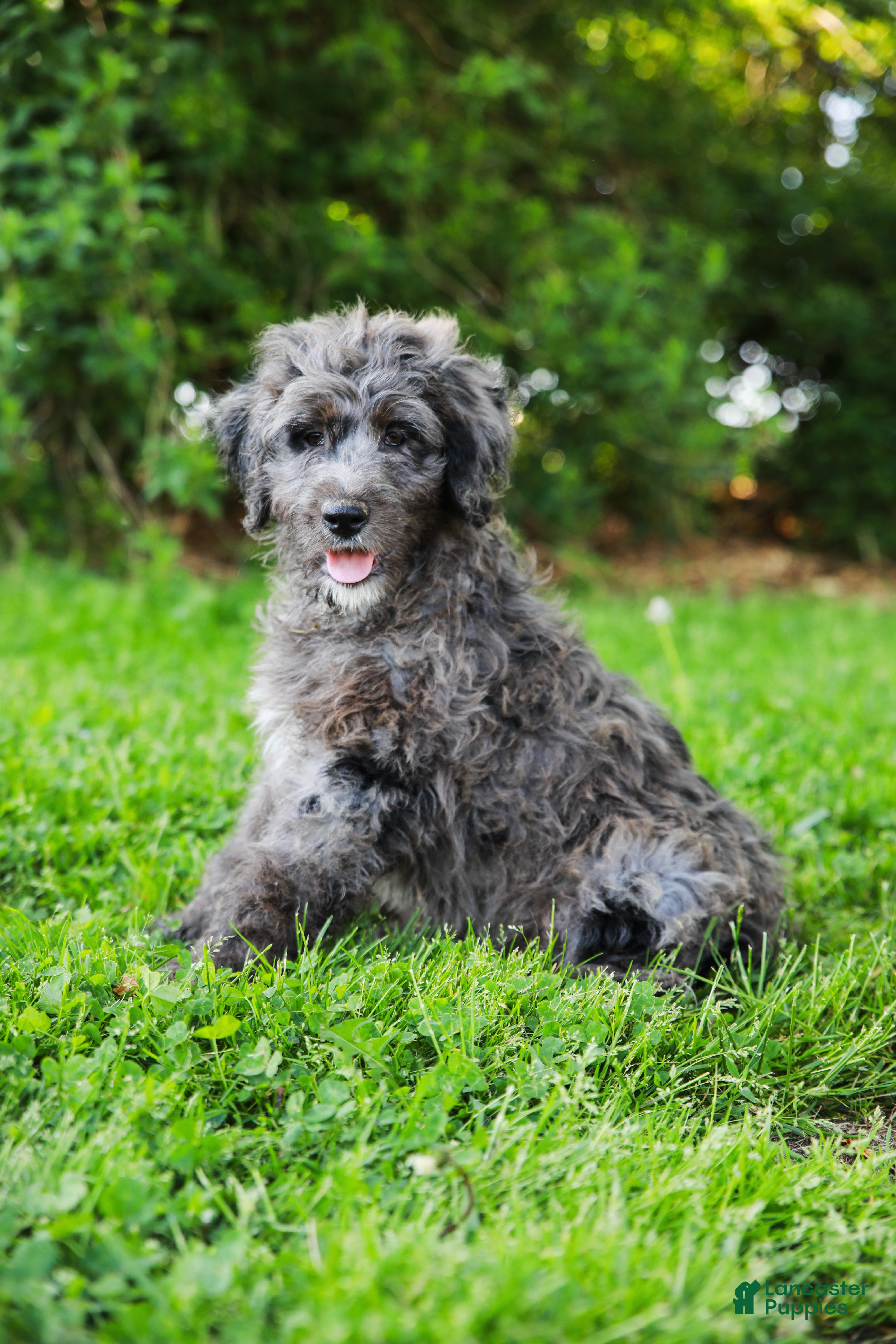 Aussiedoodle dogs for sale: Jax Standard - Ad 4