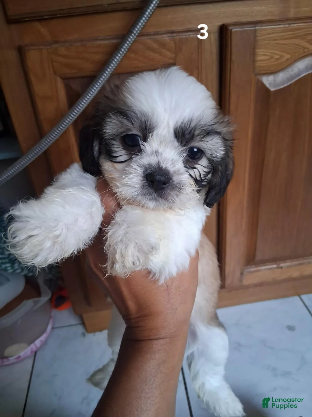 Shih Tzu dogs for sale: Shih Tzu 3 - Ad 1