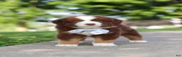 Miniature Australian Shepherd dogs for sale: Rowdy - Ad 4