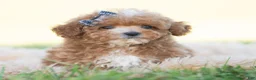 Toy Poodle dogs for sale: Munchkin - Ad 2