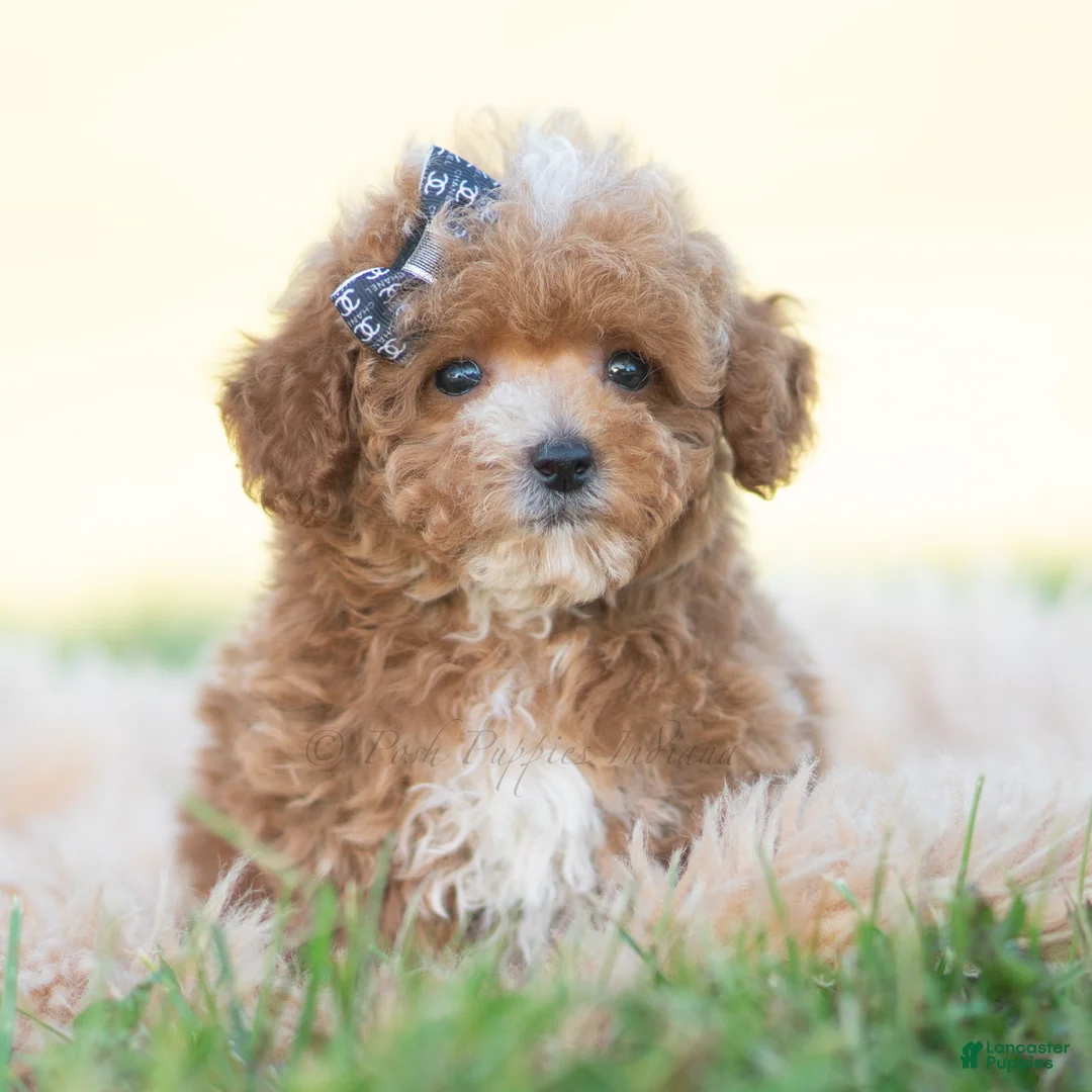 Toy Poodle dogs for sale: Munchkin - Ad 2