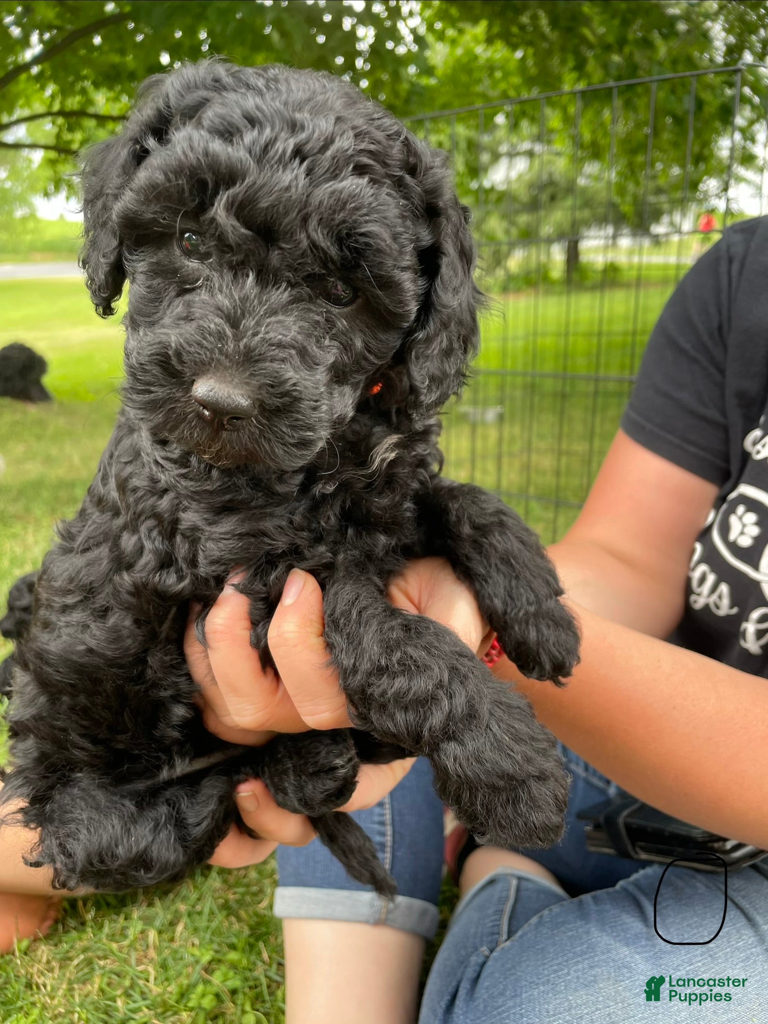 Miniature Poodle dogs Liz - Ad 1