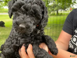Miniature Poodle dogs for sale: Liz - Ad 4