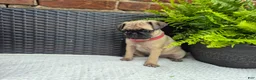 Pug dogs for sale: Daisy - Ad 3