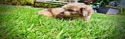 Havapoo dogs for sale: Eartha - Ad 8