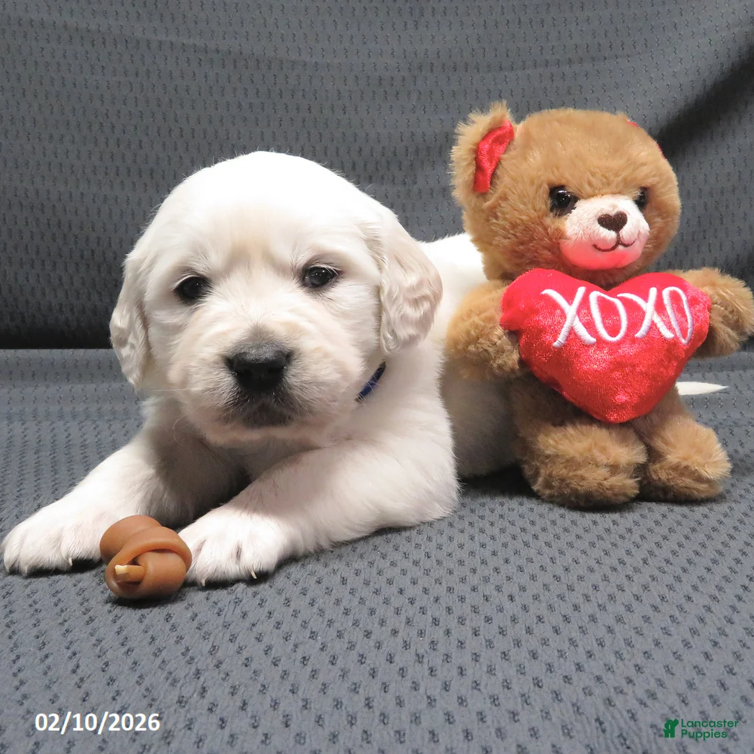 Golden Retriever dogs for sale: Bobbles - Ad 2