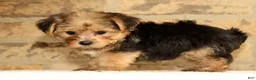 Yorkshire Terrier dogs for sale: Ginger - Ad 8