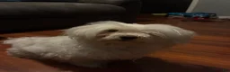 Maltese dogs for sale: Maltese 1 - Ad 2
