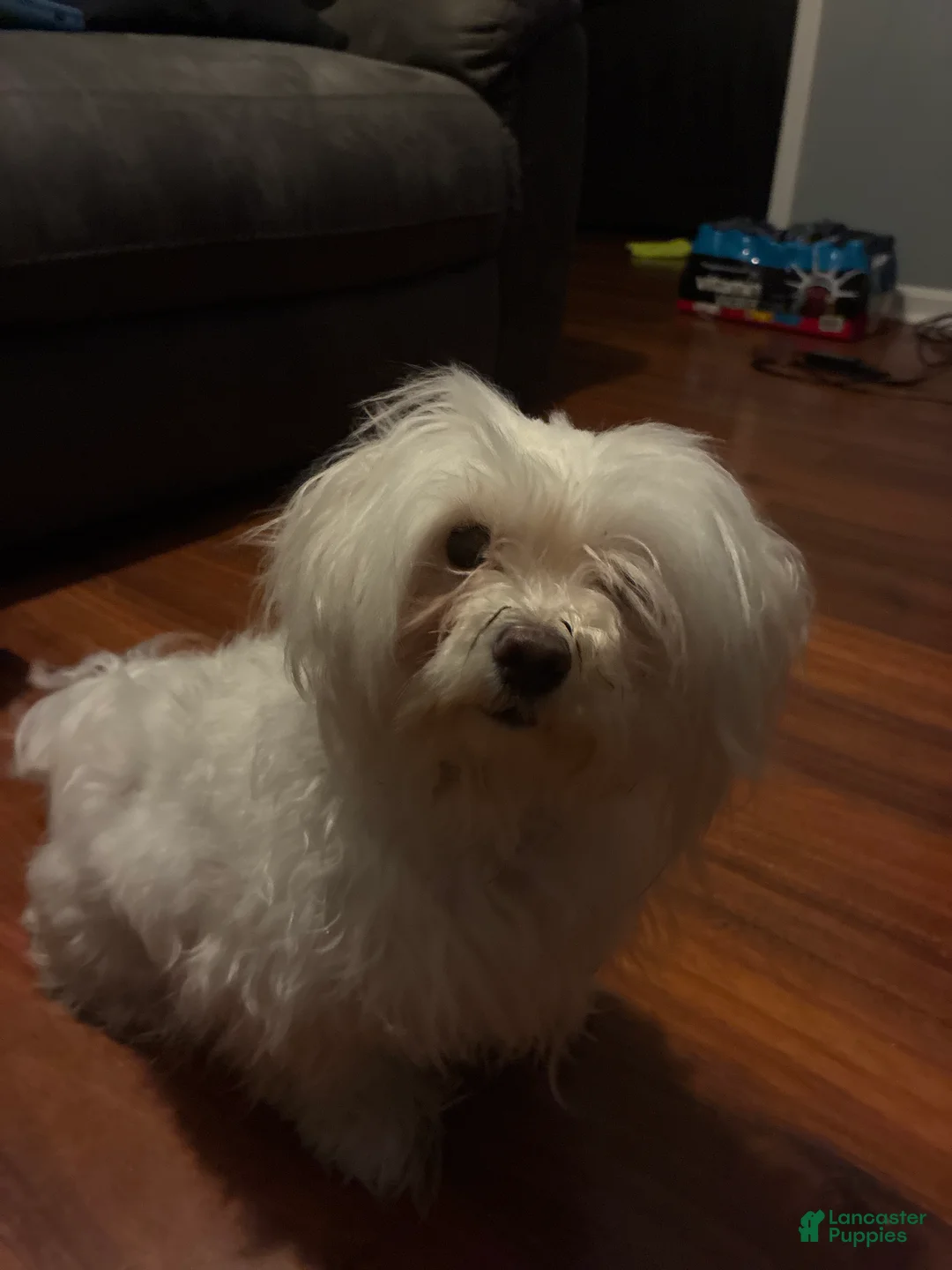 Maltese dogs for sale: Maltese 1 - Ad 2