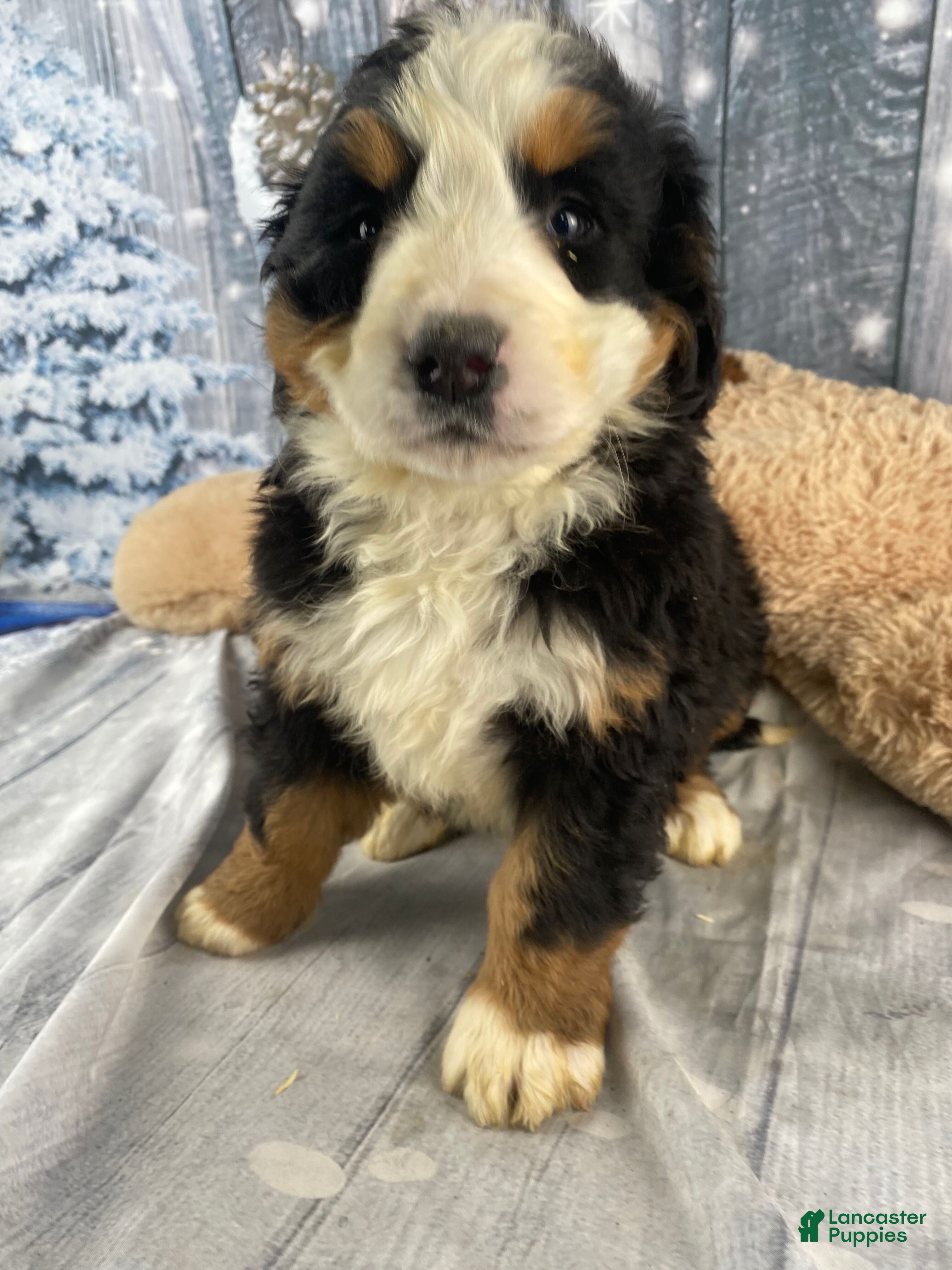 Bernese Mountain Dog dogs June - Ad 2
