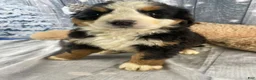Bernese Mountain Dog dogs for sale: June - Ad 2